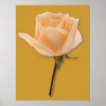 isolated salmon rose, Customize by editing copy an Poster