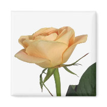 Isolated yellow rose magnets