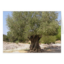 Israel Olive Tree Cards