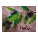Italia Olives Post Cards