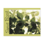 Italian Cooks! Sweet Basil, Recipe Cards, Labels Postcard