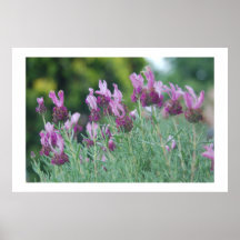 Italian Lavendar Posters