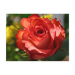 Italian Rose postcards