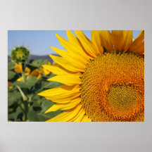 Italian Sunflower Print