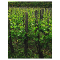 ITALIAN VINEYARD TUSCANY FULL COLOUR FLYER