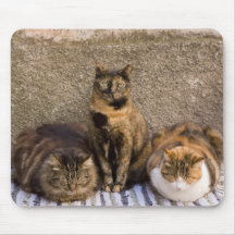 Italy, Cinque Terre, Vernazza. Three cats beside Mousepad