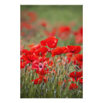 Italy, Tuscany, Mass of Summer Poppies in