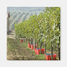 Italy, Tuscany, Montalcino. Bins of harvested Fridge Magnet