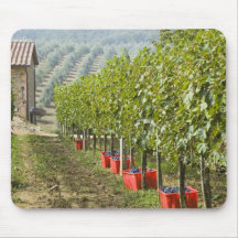 Italy, Tuscany, Montalcino. Bins of harvested Mouse Pads