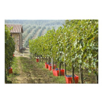 Italy, Tuscany, Montalcino. Bins of harvested