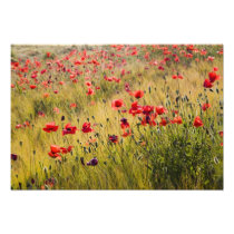 Italy, Tuscany, Poppies in Spring Wheat Field.