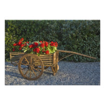 Italy, Tuscany. Red geraniums spill out of an