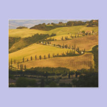 Italy, Tuscany, ZigZag Road in Tuscany. postcards