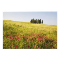 Italy, Tuscnay, Grouping of Tuscan Cypress