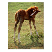 Itchy Foal Post Card