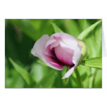 Itoh Peony "Cora Louise" cards