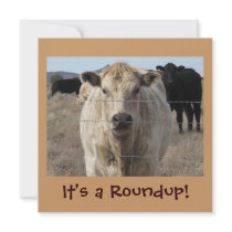 It's a Roundup! Cows - Cattle Drive Celebration Custom Announcements
