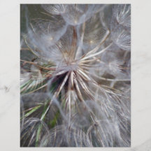 It's All In The Seed Flyers