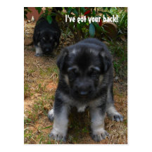Ive got your back! German Shepherd Puppy Postcard
