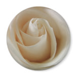 Ivory White Rose Flower Refrigerator Magnet