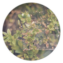 Ivy bush dinner plates