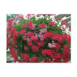 Ivy Geranium (Pelargonium Peltatum) flowers postcards