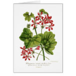 Ivy-leaf Geranium cards