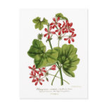 Ivy-leaf Geranium Postcard