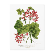 Ivy-leaf Geranium Postcard