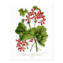 Ivy-leaf Geranium Postcard