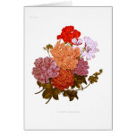Ivy-leaved Pelargoniums cards