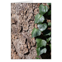 Ivy on tree