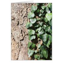 Ivy on tree