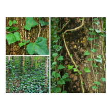 Ivy Triptych Postcards