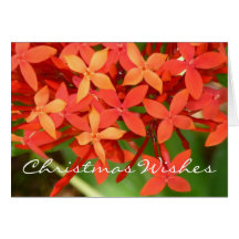Ixora Blossoms Christmas Notecard