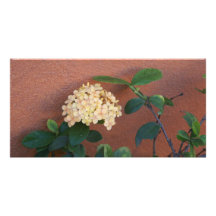 Ixora Casei - Pale Yellow Flowers Picture Card