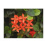 Ixora Coccinea - Red Flowers Postcard