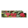 Ixora 'Trinidad Red' (Flame Of The Woods) flowers Bumper Stickers