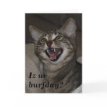 Iz ur burfday? humourous photo birthday card