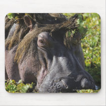 Jacana standing on hippo's (Hippopotamus Mousepads