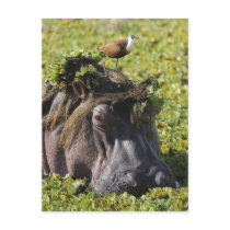 Jacana standing on hippo's (Hippopotamus Postcards