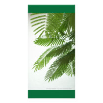 Jacaranda Leaves, Bucerias, Mexico Picture Card
