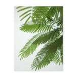 Jacaranda Tree Leaves postcards