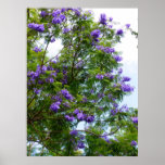 Jacaranda Tree Posters