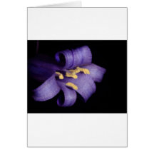 Jacinthe des bois cartes