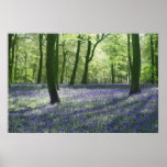 Jacinthe des bois Woolands Posters