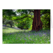 Jacinthes des bois anglaises cartes