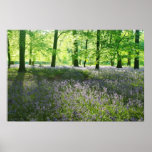 Jacinthes des bois de ressort affiches