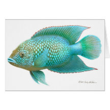 Jack Dempsey Cichlid Fish Card