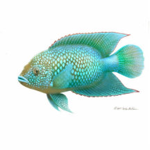 Jack Dempsey Cichlid Photo Cutout